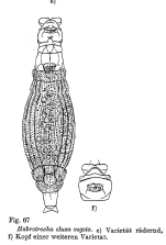 Habrotrocha elusa vegeta