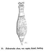 Habrotrocha elusa vegeta - Original description image