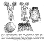 Habrotrocha eremita