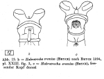 Habrotrocha eremita