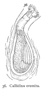 Habrotrocha eremita