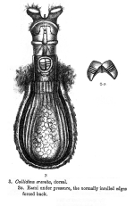 Habrotrocha eremita
