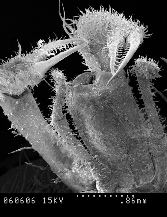 Nymphon villosum Nymphon villosum