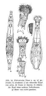 Habrotrocha filum - Original description image