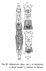 Habrotrocha flava