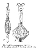 Habrotrocha flava