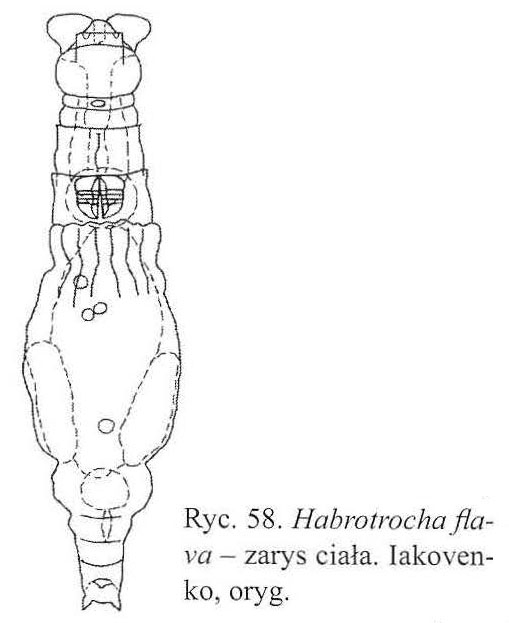 Habrotrocha flava Habrotrocha flava