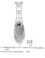Habrotrocha flava - Original description image