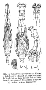 Habrotrocha flaviformis