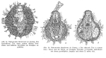 Habrotrocha flaviformis