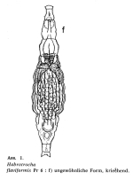 Habrotrocha flaviformis