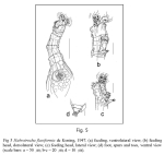 Habrotrocha flaviformis