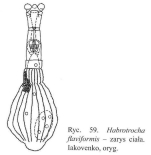Habrotrocha flaviformis