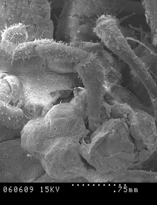 Nymphon villosum Nymphon villosum