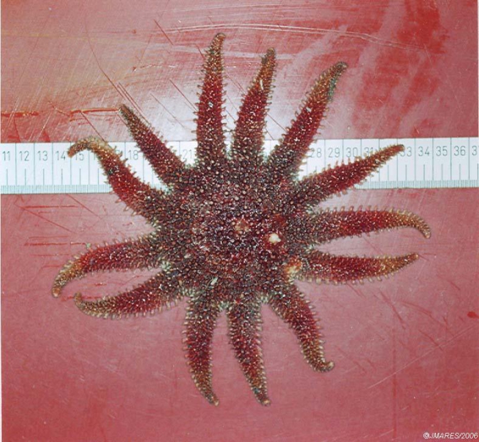 Crossaster papposus (Linnaeus, 1767) Crossaster papposus (Linnaeus, 1767)