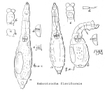 Habrotrocha flaviformis - Original description image