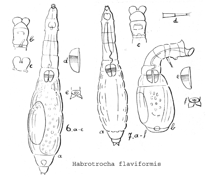 Habrotrocha flaviformis - Original description image