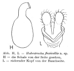Habrotrocha flexicollis - Original description image