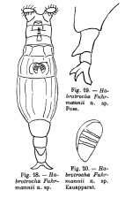 Habrotrocha fuhrmanni - Original description image