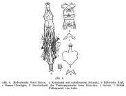Habrotrocha fusca