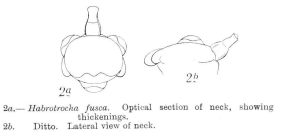 Habrotrocha fusca