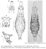 Habrotrocha fusca
