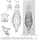 Habrotrocha fusca