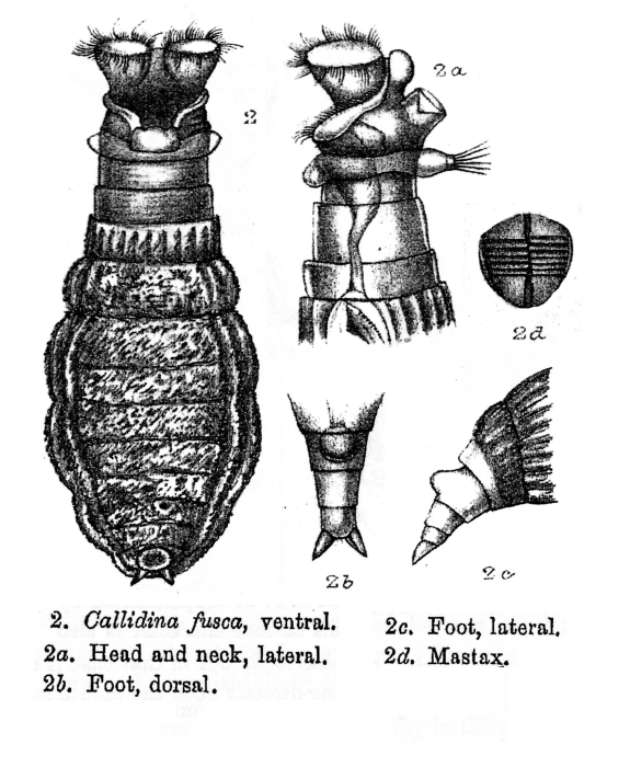Habrotrocha fusca - Original description image