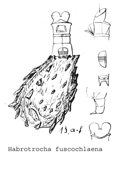 Habrotrocha fuscochlaena - Original description image