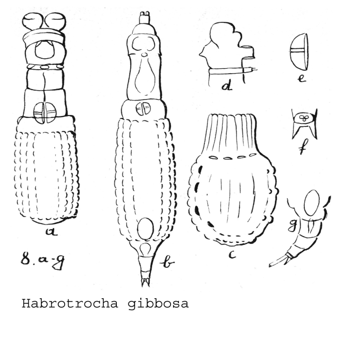 Habrotrocha gibbosa - Original description image