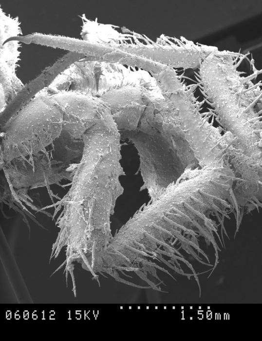Nymphon villosum Nymphon villosum
