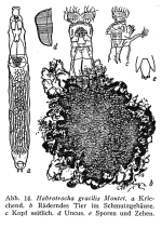 Habrotrocha gracilis