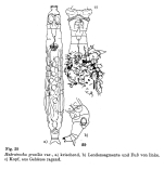 Habrotrocha gracilis