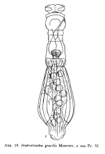 Habrotrocha gracilis
