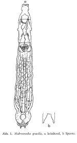 Habrotrocha gracilis