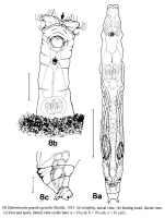 Habrotrocha gracilis