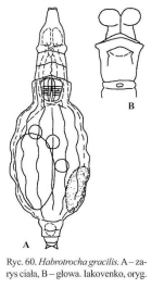 Habrotrocha gracilis