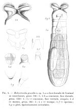 Habrotrocha gracilis - Original description image