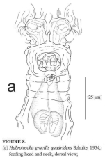Habrotrocha gracilis quadridens