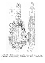 Habrotrocha gracilis quadridens - Original description image