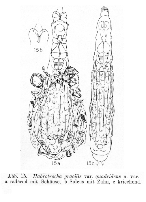 Habrotrocha gracilis quadridens - Original description image