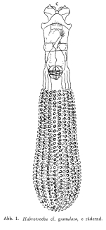 Habrotrocha granulata