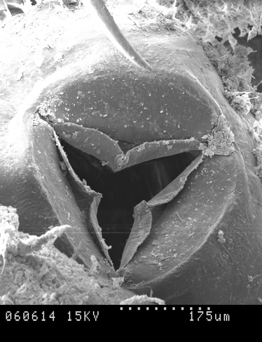 Nymphon villosum Nymphon villosum