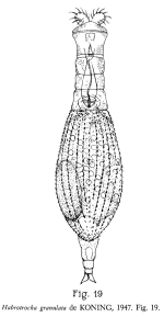 Habrotrocha granulata