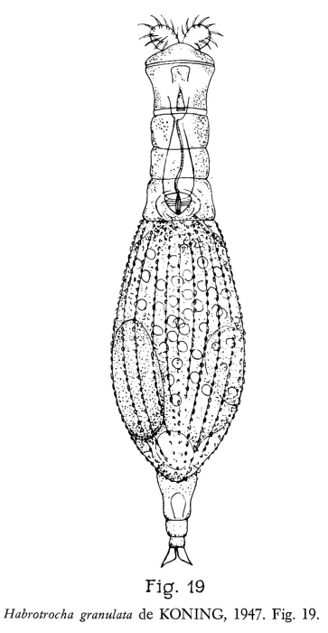 Habrotrocha granulata Habrotrocha granulata