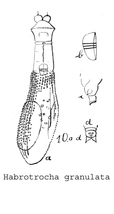 Habrotrocha granulata - Original description image