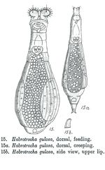 Habrotrocha gulosa - Original description image