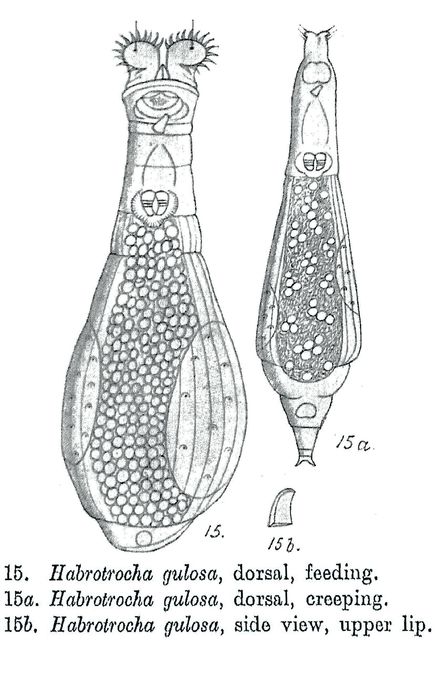 Habrotrocha gulosa - Original description image