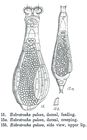 Habrotrocha gulosa