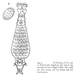 Habrotrocha haighi - Original description image